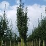 Zuil meidoorn (Crataegus monogyna 'Stricta')